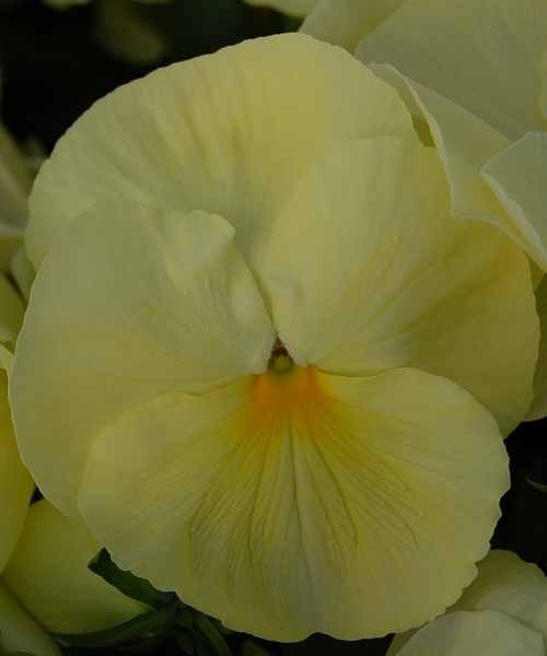 511.04 Pansy Cello primrose11